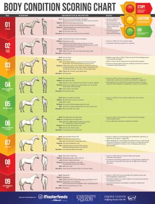 Body Condition Score Chart Poster
